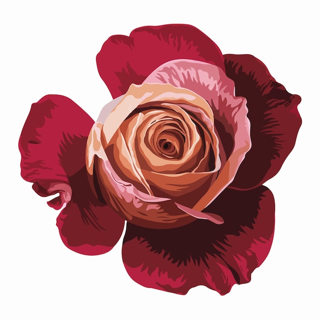 red romantic rose flower isolated digital art on white background