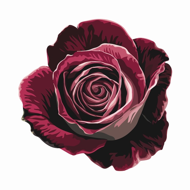 red romantic rose flower isolated digital art on white background