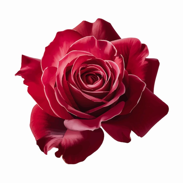 Vector red romantic rose flower isolated digital art on white background