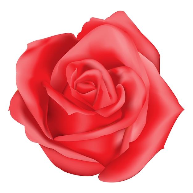 Red rose flower on white background