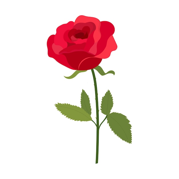 Red rose isolated on white background