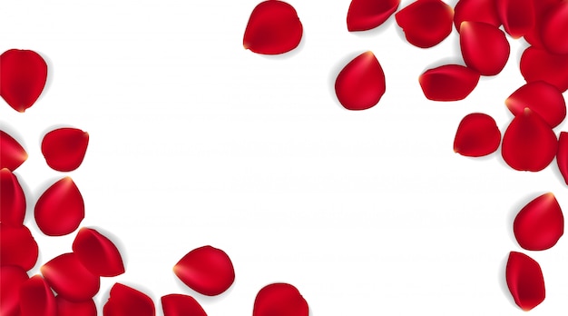 Red rose petals against white background. Eps 10 vector. Vector red rose petals background