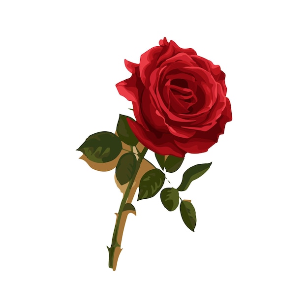 Vector red rose vector illustration design style red rose illustration