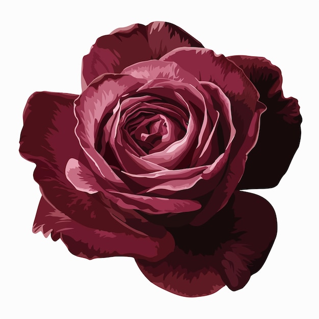 Vector a red rose with a dark red rose