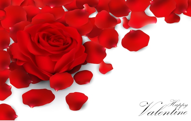 Red roses and rose petals on white background