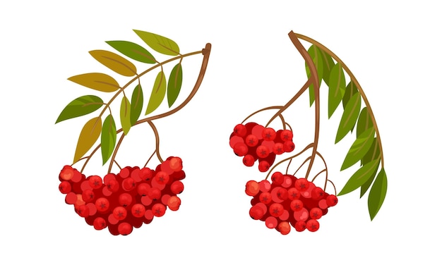 Red Rowan Berries Hanging on Branch with Pinnate Leaves Vector Set