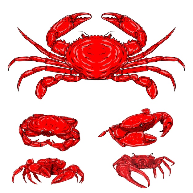 red sea crab illustration