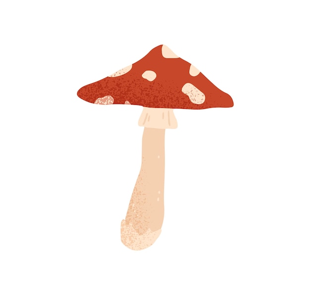 Red-spotted fly agaric or amanita. Beautiful mushroom with inedible dotted cape. Hand-drawn colored flat textured vector illustration isolated on white background.