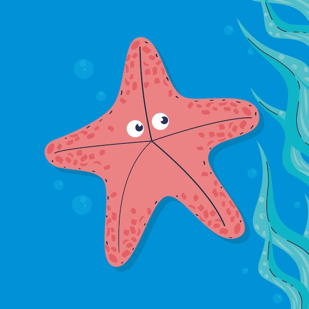 Red starfish sealife