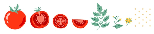 Vector red tomato vector illustration cut tomato tomato slice leaves flowers and tomato seeds cartoon