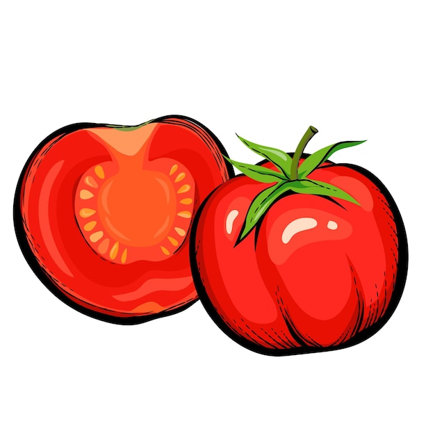 Red tomato whole and half of fruit hand drawn vector illustration isolated on white background