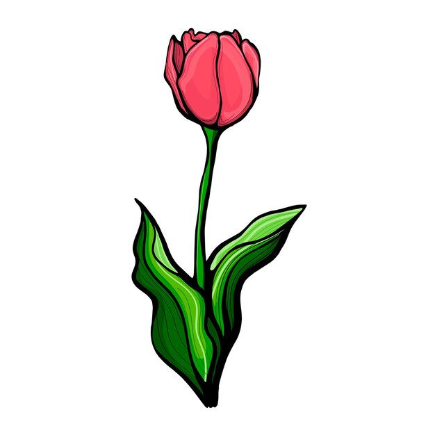 Vector red tulip on a stem with leavestulip flower