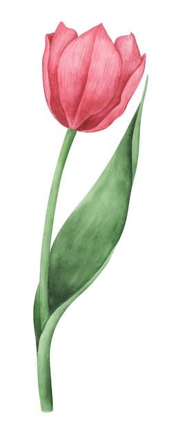 Red tulip on white background Watercolor botanical illustration Floral clipart element