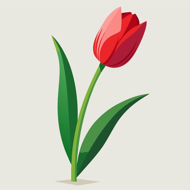 Vector a red tulip with a green stem and a white background