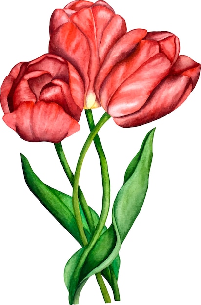 Red tulips watercolor vector