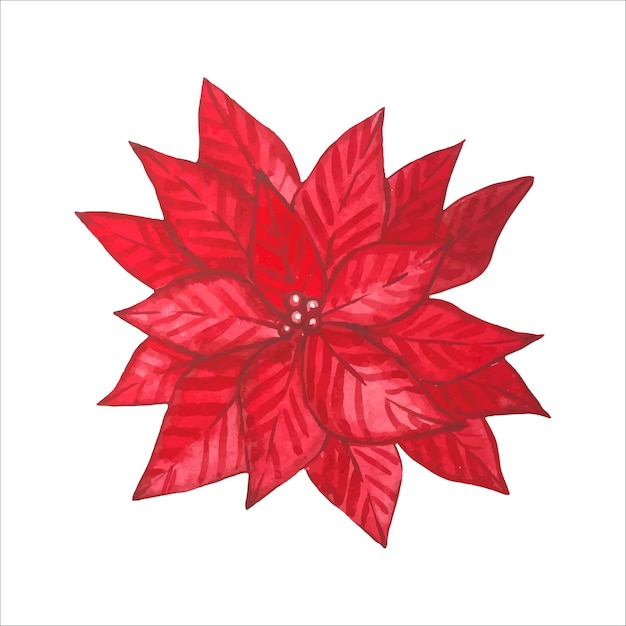 Red watercolor poinsettia isolated