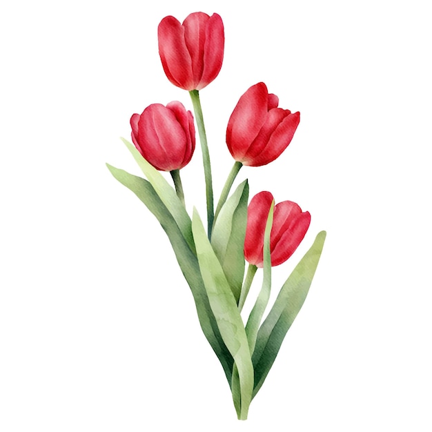 Red watercolor tulip Hand drawn watercolor illustration