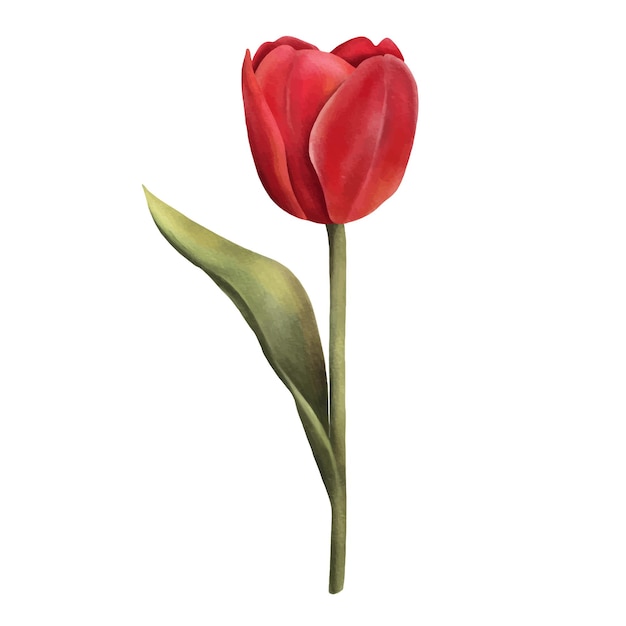 Red watercolor tulip