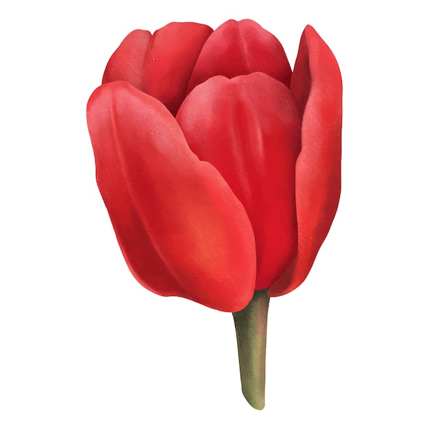 Red watercolor tulip