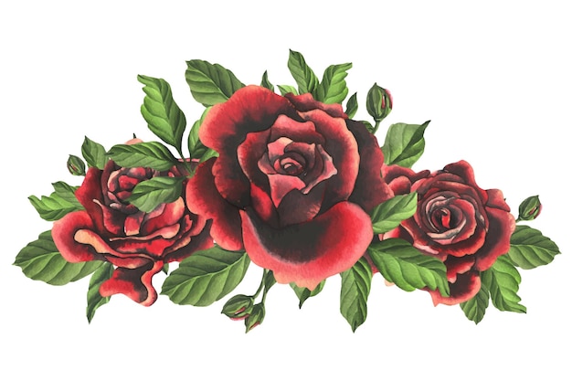 Redblack rose flowers with green leaves and buds chic bright beautiful hand drawn watercolor