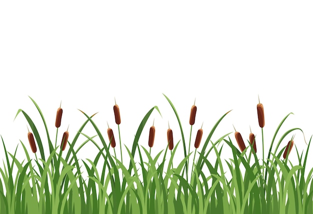 Reed mace, reed in the grass on white background. Vector, seamless pattern of wild vegetation.