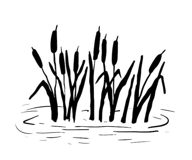 Reed silhouette Vector illustration isolated on white background Plants on swamp and pond