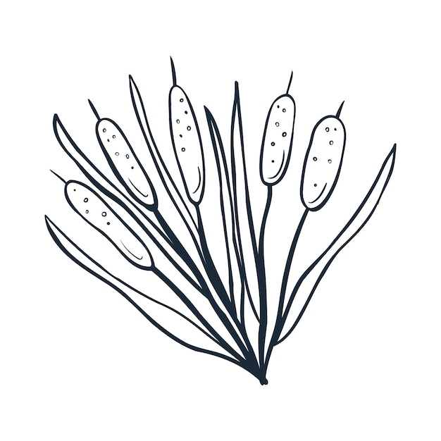 Reeds line art Vector illustration with scribbles on the theme of cozy autumn