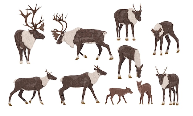 Reindeer set. Males, females and calves of caribou Rangifer tarandus