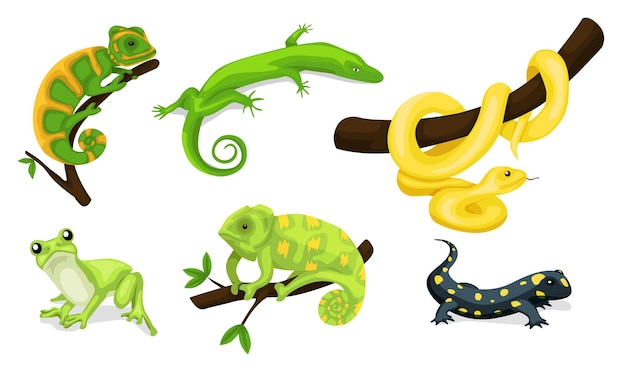 Reptile vector animal reptilian character serpent reptile and amphibians frog iguana and python vect