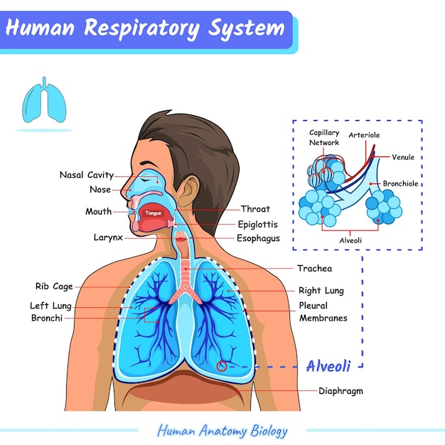 Respiratory system of human