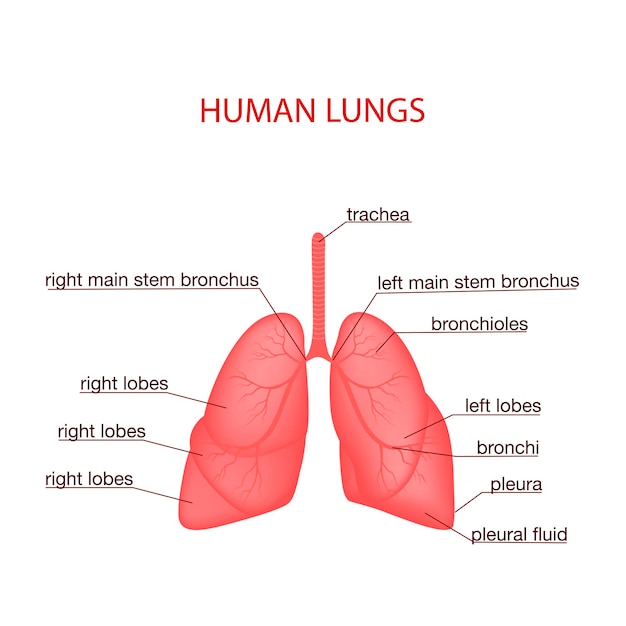 Respiratory system realistic vector illustrationInternal organs of the human design element logo