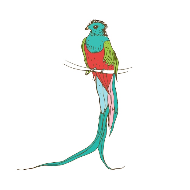 Resplendent quetzal, long-tailed tropical bird of colorful plumage. Realistic drawing of Exotic jungle feathered animal sitting in branch. Hand-drawn vector illustration isolated on white background