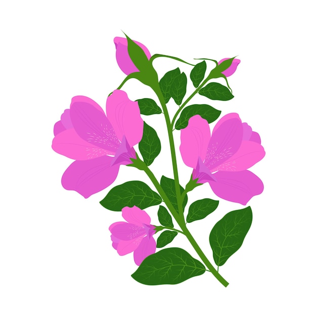 Rhododendrons Flower floral illustration graphics vector