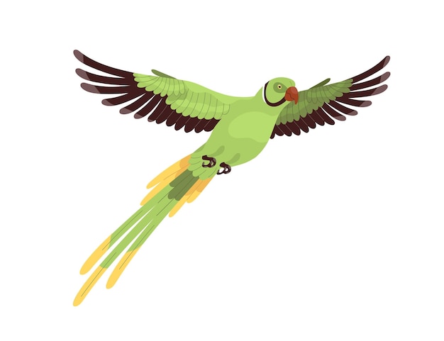 Ring-necked parrot flying. Tropical Indian ringneck with long tail and spread wings. Exotic feathered parakeet. Jungle bird. Realistic flat cartoon vector illustration isolated on white background.