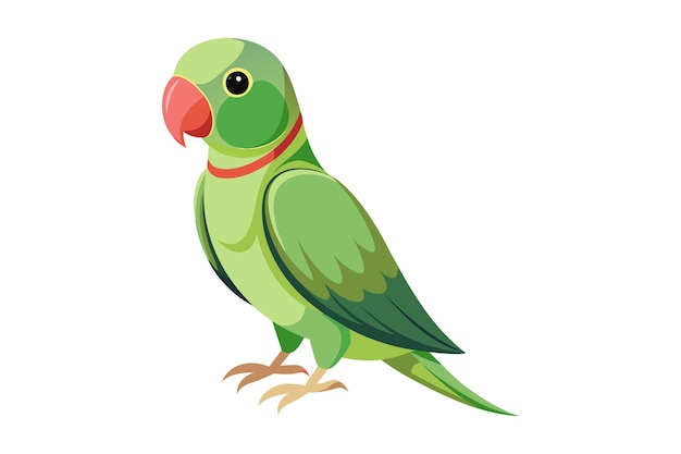 Ringneck Parrot on A White Background