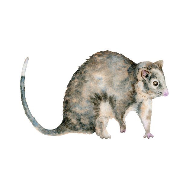 Vector ringtail possum australian native marsupial nocturnal animal watercolor illustration isolated