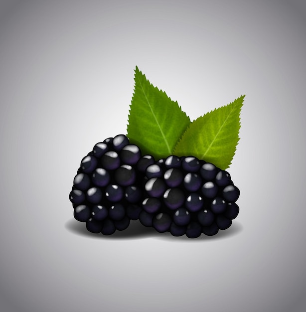 Ripe Blackberry fruits isolated on white background Vector green leaves and berries