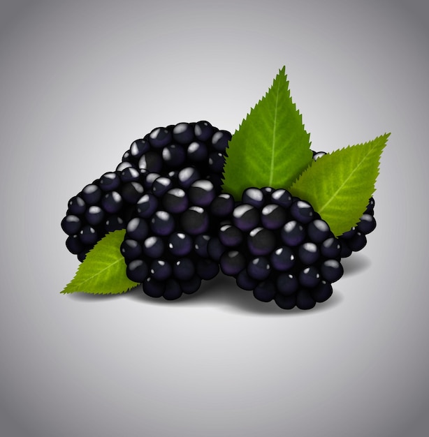 Ripe Blackberry fruits isolated on white background Vector green leaves and berries