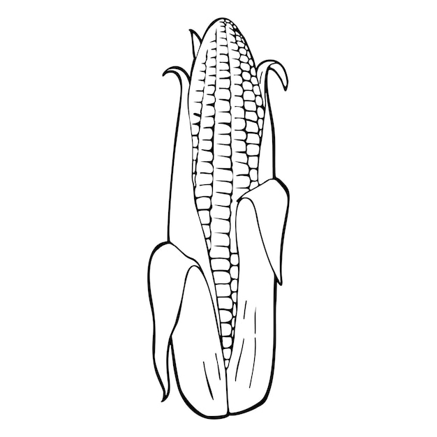 Ripe corn cob whole with leaves Vector vintage engraving