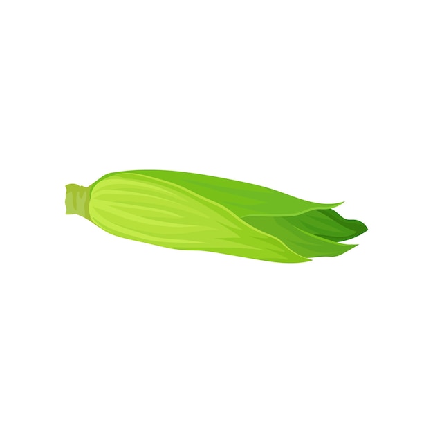 Ripe corn cob with leaves fresh organic vegetable vector Illustration on a white background