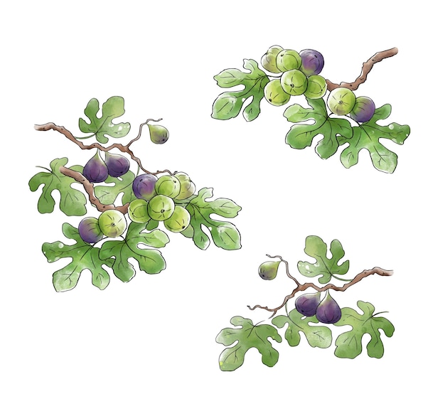 Ripe figs growing on a branch color illustration