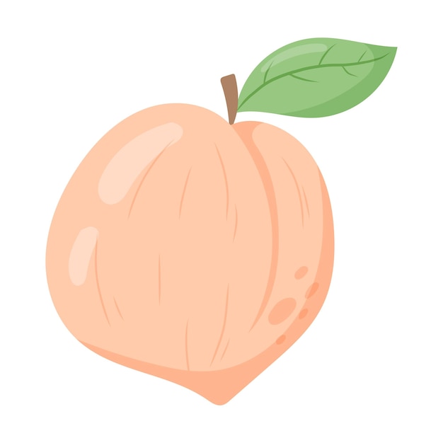 Ripe fresh peach with twig and leaf Vector isolated flat fruit illustration