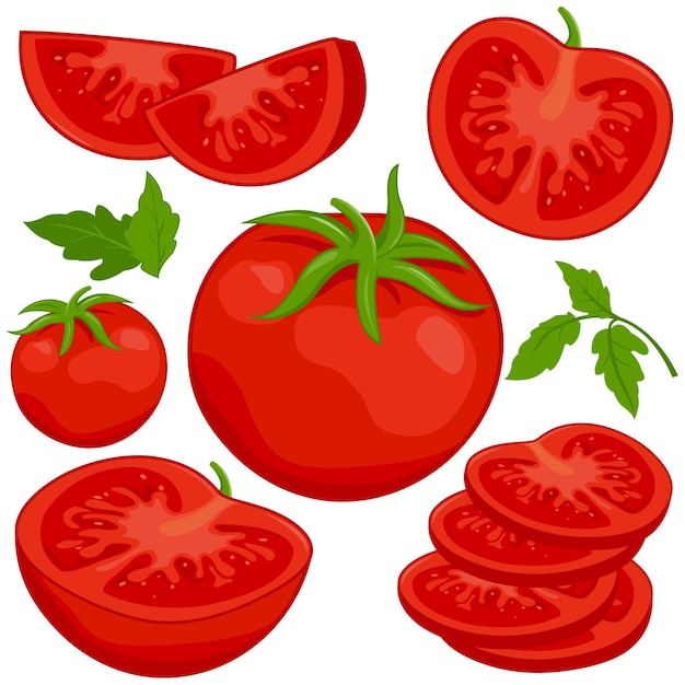 Vector ripe fresh tomato vegetables sliced and chopped in half tomatoes on white background