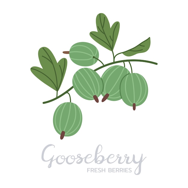 Ripe gooseberry Hand drawn juicy edible fresh berries gooseberries with caption flat vector illustration Delicious berries on white