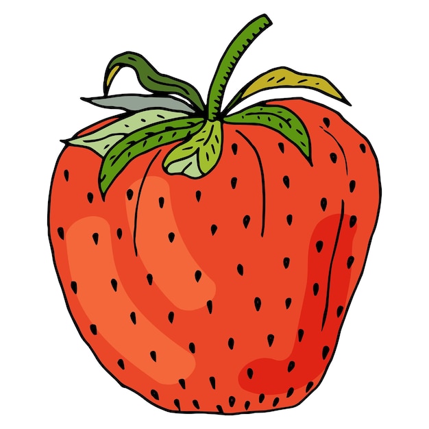 Ripe juicy strawberries Isolated vector illustration of natural vegetarian berry Hand drawn