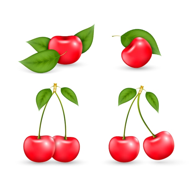 Ripe red cherry vector illustration