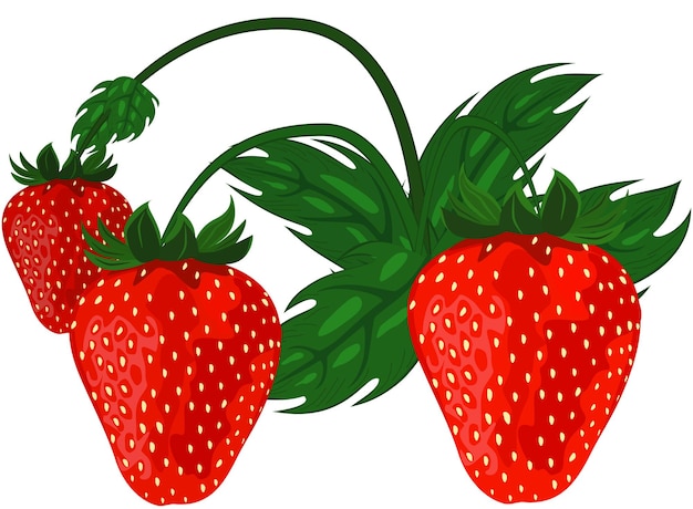 Ripe red strawberries