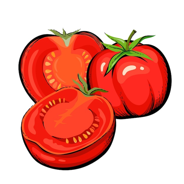 Ripe red tomato whole and halves hand drawn vector illustration isolated on white