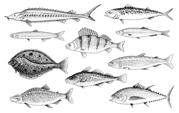 River and lake fish Salmon and rainbow trout tuna and herring seawater and freshwater carp freshwater aquarium Seafood for the menu Engraved hand drawn in old vintage sketch Vector illustration