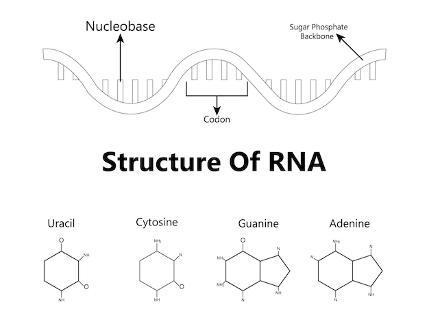 Vector rna ribonucleic acid the structural formula of adenine cytosine guanine and uracil vector